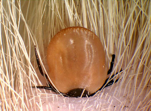 Saugende <i>Ixodes ricinus</i> Zecke