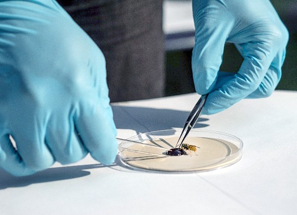 Testing On Insects More flying insects – Insect Services