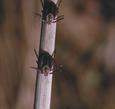 Weibliche <i>D. reticulatus</i> in Lauerposition auf einem trockenen Halm. Im Gegensatz zu <i>I. ricinus</i> sitzt diese Art stets mit dem Kopf nach unten.