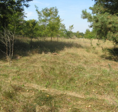 Typisches halboffenes Habitat der Auwaldzecke <i>D. reticulatus</i>