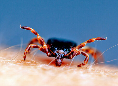 <i>Hyalomma marginatum</i> frontal view. The olfactory organ is located on the last limb of the first pair of legs raised high.