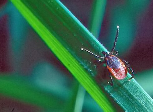 <i>I. ricinus</i> female in questing position