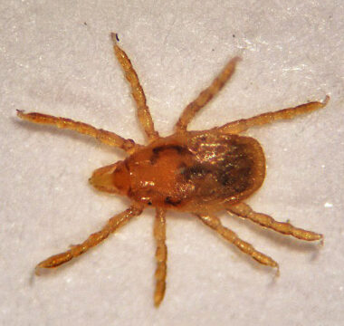 Nymph (about 1 mm) of the brown dog tick