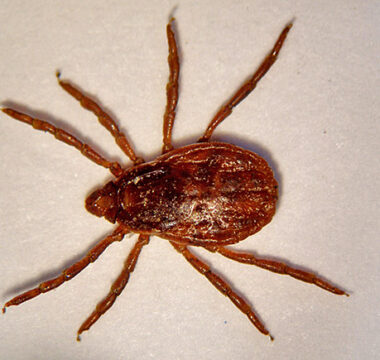 Female (about 2-3 mm) of the brown dog tick