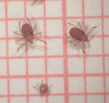 Larvae (bottom) and nymphs (top) of the ornate cow tick. The lateral, dark eye spots are clearly visible.